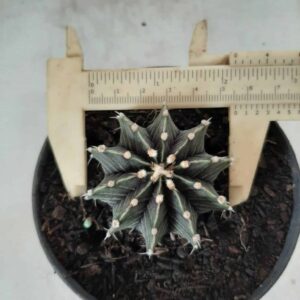 GYMNOCALYCIUM Friedrichii LB 2178 - Nº 75 – vaso 11