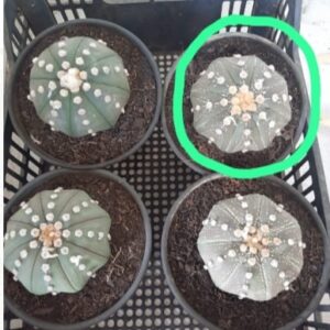 ASTROPHYTUM ASTERIAS grande – vaso 15 (Luis Schlogl)