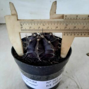 Gymnocalycium Mihanovichii “Purple” Nº 261 – vaso 09
