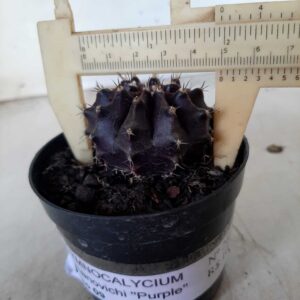 Gymnocalycium Mihanovichii “Purple” Nº 262 – vaso 09