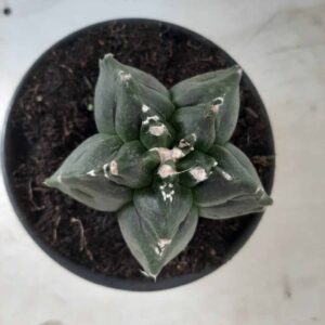 ASTROPHYTUM cv KIKKO Nº 352 – vaso 15