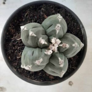 ASTROPHYTUM cv KIKKO Nº 353 – vaso 15