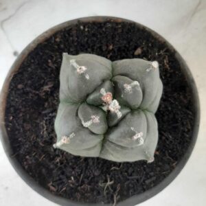 ASTROPHYTUM cv KIKKO Nº 355 "4 Quinas" – vaso 15