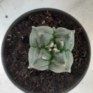 ASTROPHYTUM cv KIKKO Nº 356 "4 Quinas" – vaso 15