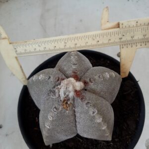ASTROPHYTUM MYRIOSTIGMA  Nº 323 – vaso 15