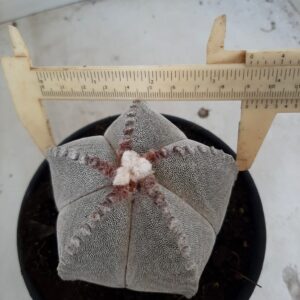 ASTROPHYTUM MYRIOSTIGMA  Nº 324 – vaso 15