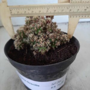 Mammillaria Gracilis - Nº 20 - vaso 11