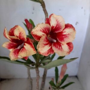 Planta Simples  1887 – 30cm – 02 anos