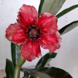 Planta Simples  1888 – 25cm – 01 ano