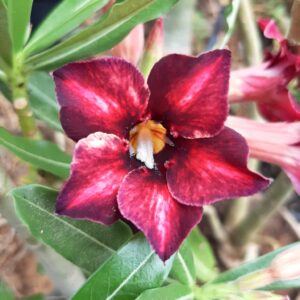 Planta Simples  1890 – 30cm – 01 ano