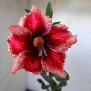 Planta Simples  1891 – 30cm – 01 ano