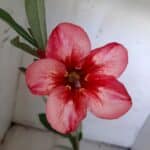 Planta Simples  1894 – 25cm – 09 meses