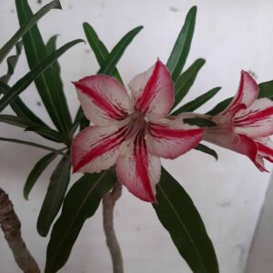 Planta Simples  1898 – 30cm – 01 ano
