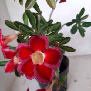 Planta Simples  1899 – 30cm – 01 ano