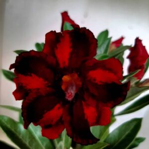 Planta Simples  1910 – 25cm – 01 ano