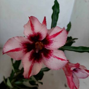 Planta Simples  1909 – 25cm – 09 meses