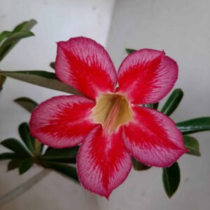 Planta Simples  1913 – 30cm – 01 ano