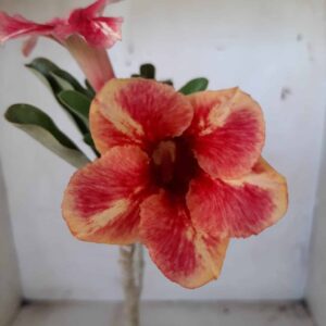 Planta Simples  1915 – 30cm – 01 ano