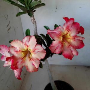 Planta Simples  1916 – 30cm – 01 ano