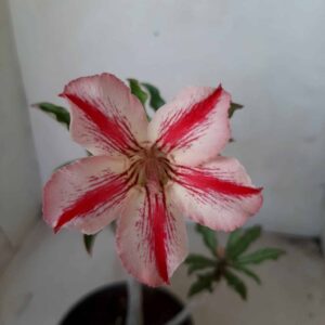 Planta Simples  1922 – 30cm – 01 ano