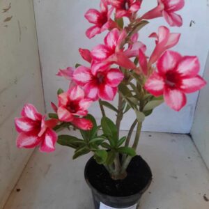 Planta Simples  1929 – 25cm – 01 ano