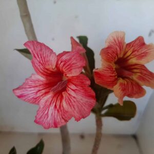 Planta Simples  1930 – 30cm – 01 ano