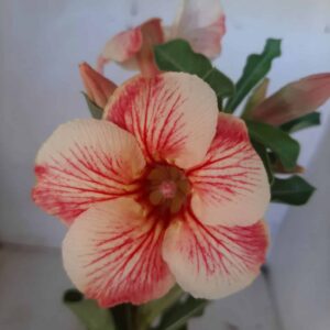 Planta Simples  1931 – 25cm – 09 meses