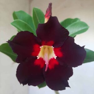 Planta Simples  1935 – 30cm – 01 ano