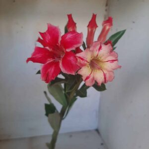 Planta Simples  1937 – 25cm – 01 ano