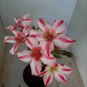 Planta Simples  1938 – 25cm – 09 meses