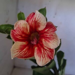 Planta Simples  1939 – 25cm – 09 meses