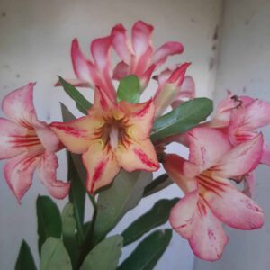 Planta Simples  1940 –30cm – 09 meses