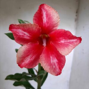 Planta Simples  1944 –30cm – 09 meses
