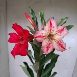 Planta Simples  1945 –30cm – 01 ano