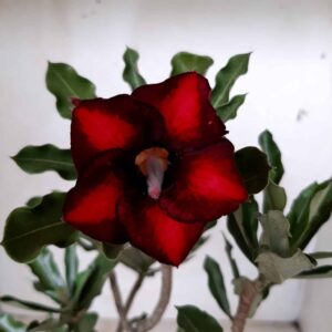 Planta Simples  1951 –30cm – 02 anos