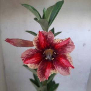 Planta Simples 1952 – 25cm – 09 meses