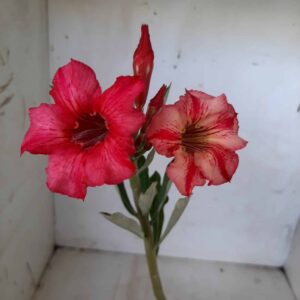 Planta Simples  1953 –30cm – 09 meses