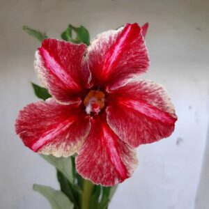 Planta Simples 1954 – 25cm – 09 meses