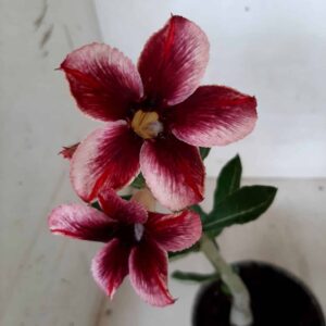Planta Simples 1957 – 25cm – 09 meses