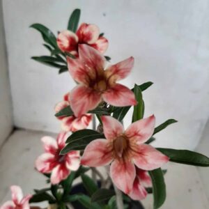 Planta Simples 1958 – 30cm – 01 ano