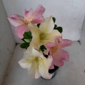Planta Simples 1960 – 25cm – 09 meses