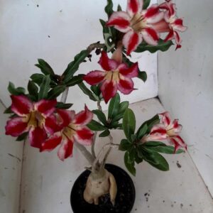 Planta Simples 1961 – 35cm – 02 anos