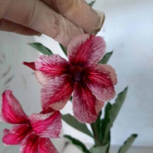 Planta Simples 1962 – 30cm – 09 meses