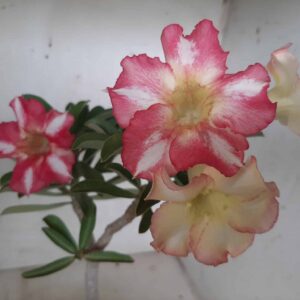 Planta Simples 1964 – 25cm – 01 ano