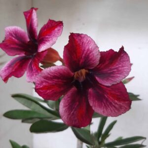Planta Simples 1965 – 30cm – 01 ano