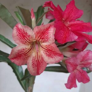 Planta Simples 1966 – 30cm – 01 ano