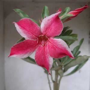 Planta Simples 1972 – 30cm – 01 ano