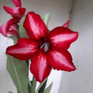 Planta Simples 1973 – 25cm – 09 meses