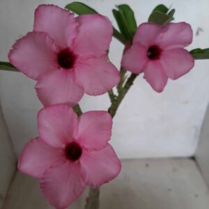 Planta Simples 1974 – 25cm – 01 ano