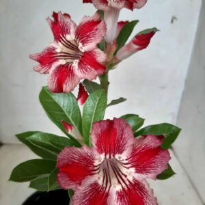 Planta Simples 1977 – 25cm – 01 ano